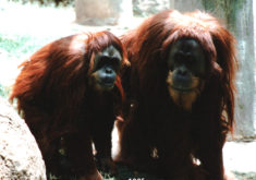 Orangutans1