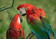 Parrots1