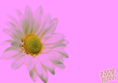 Pinkdaisy