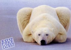 Polarbear