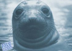 Seal