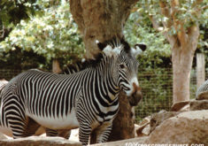 Zebra1